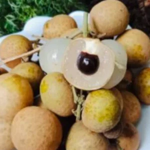 Longan Dimocarpus Fruit Tree Live Plant 5-8 Inches Tall Tropical Fruit Outdoor - Image 3