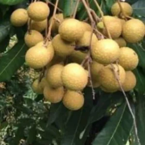 Longan Dimocarpus Fruit Tree Live Plant 5-8 Inches Tall Tropical Fruit Outdoor - Image 5