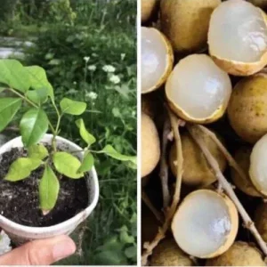 Longan Dimocarpus Fruit Tree Live Plant 5-8 Inches Tall Tropical Fruit Outdoor - Image 1