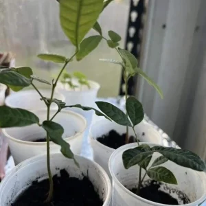 Longan Dimocarpus Fruit Tree Live Plant 5-8 Inches Tall Tropical Fruit Outdoor - Image 6