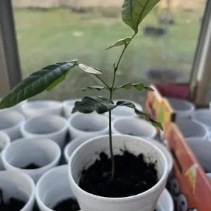 Longan Dimocarpus Fruit Tree Live Plant 5-8 Inches Tall Tropical Fruit Outdoor - Image 7