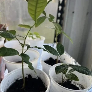 Longan Dimocarpus Fruit Tree Live Plant 5-8 Inches Tall Tropical Fruit Outdoor - Image 8