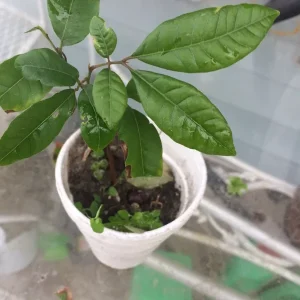 Longan Dimocarpus Fruit Tree Live Plant 5-8 Inches Tall Tropical Fruit Outdoor - Image 9