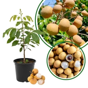 Longan Plant Live Tropical Fruit Tree 6-8 Inches Tall 4 Inch Pot Indoor Outdoor - Image 2