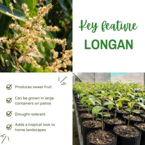 Longan Plant Live Tropical Fruit Tree 6-8 Inches Tall 4 Inch Pot Indoor Outdoor - Image 3