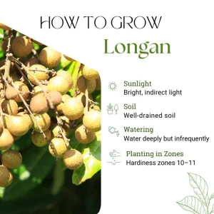 Longan Plant Live Tropical Fruit Tree 6-8 Inches Tall 4 Inch Pot Indoor Outdoor - Image 4