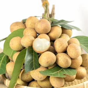 Longan Plant Live Tropical Fruit Tree 6-8 Inches Tall 4 Inch Pot Indoor Outdoor - Image 5
