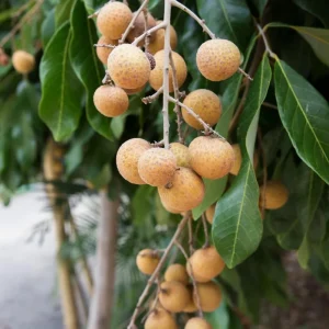 Longan Plant Live Tropical Fruit Tree 6-8 Inches Tall 4 Inch Pot Indoor Outdoor - Image 6