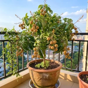 Longan Plant Live Tropical Fruit Tree 6-8 Inches Tall 4 Inch Pot Indoor Outdoor - Image 7