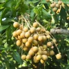 Longan Plant Live Tropical Fruit Tree 6-8 Inches Tall 4 Inch Pot Indoor Outdoor - Image 1