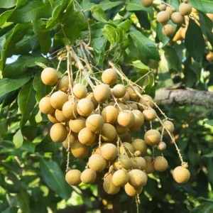 Longan Plant Live Tropical Fruit Tree 6-8 Inches Tall 4 Inch Pot Indoor Outdoor - Image 1
