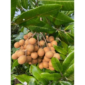 Longan Tree Live Plant – 8 to 10 Inch Tall Tropical Fruit Tree in Half Gallon Pot - Image 2