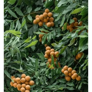 Longan Tree Live Plant – 8 to 10 Inch Tall Tropical Fruit Tree in Half Gallon Pot - Image 3