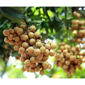 Longan Tree Live Plant – 8 to 10 Inch Tall Tropical Fruit Tree in Half Gallon Pot - Image 4