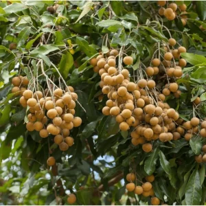 Longan Tree Live Plant – 8 to 10 Inch Tall Tropical Fruit Tree in Half Gallon Pot - Image 5