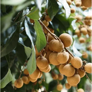 Longan Tree Live Plant – 8 to 10 Inch Tall Tropical Fruit Tree in Half Gallon Pot - Image 6