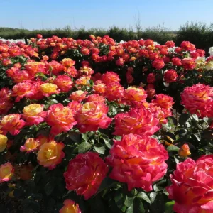 Love Peace Hybrid Tea Rose Live Plant - Fragrant Bi-color Flowers, 4-8 Inch Tall, Outdoor - Image 2