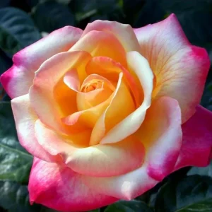 Love Peace Hybrid Tea Rose Live Plant - Fragrant Bi-color Flowers, 4-8 Inch Tall, Outdoor - Image 3