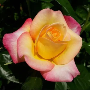 Love Peace Hybrid Tea Rose Live Plant - Fragrant Bi-color Flowers, 4-8 Inch Tall, Outdoor - Image 4