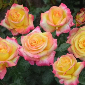 Love Peace Hybrid Tea Rose Live Plant - Fragrant Bi-color Flowers, 4-8 Inch Tall, Outdoor - Image 5
