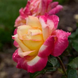 Love Peace Hybrid Tea Rose Live Plant - Fragrant Bi-color Flowers, 4-8 Inch Tall, Outdoor - Image 6