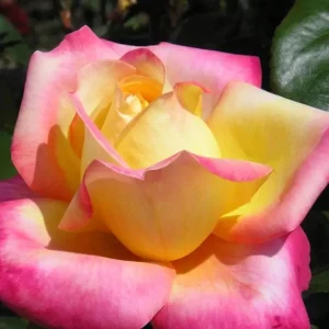 Love Peace Hybrid Tea Rose Live Plant - Fragrant Bi-color Flowers, 4-8 Inch Tall, Outdoor - Image 7