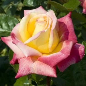 Love Peace Hybrid Tea Rose Live Plant - Fragrant Bi-color Flowers, 4-8 Inch Tall, Outdoor - Image 8
