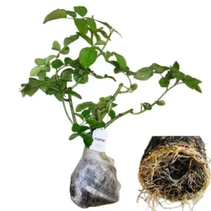 Love Peace Hybrid Tea Rose Live Plant - Fragrant Bi-color Flowers, 4-8 Inch Tall, Outdoor - Image 9