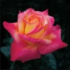 Love Peace Hybrid Tea Rose Live Plant - Fragrant Bi-color Flowers, 4-8 Inch Tall, Outdoor - Image 1