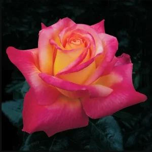 Love Peace Hybrid Tea Rose Live Plant - Fragrant Bi-color Flowers, 4-8 Inch Tall, Outdoor - Image 1