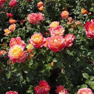 Love Peace Rose Bush Live Plant - Heirloom Fragrant Flower 4-7 Inch Tall - Image 2