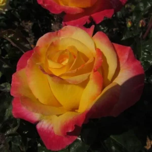 Love Peace Rose Bush Live Plant - Heirloom Fragrant Flower 4-7 Inch Tall - Image 3