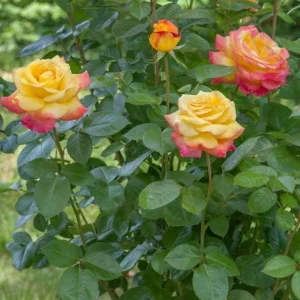Love Peace Rose Bush Live Plant - Heirloom Fragrant Flower 4-7 Inch Tall - Image 4