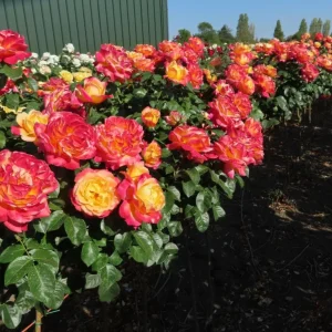 Love Peace Rose Bush Live Plant - Heirloom Fragrant Flower 4-7 Inch Tall - Image 5