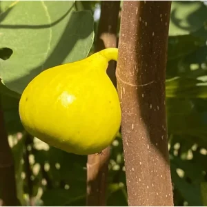 LSU Gold Fig Tree Live Starter Plant, Ficus Carica, 4-8 Inch Tall Fruit Tree - Image 3