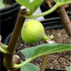 LSU Gold Fig Tree Live Starter Plant, Ficus Carica, 4-8 Inch Tall Fruit Tree - Image 4