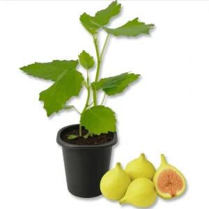 LSU Gold Fig Tree Live Starter Plant, Ficus Carica, 4-8 Inch Tall Fruit Tree - Image 1