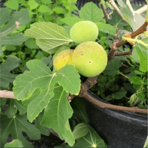LSU Gold Fig Tree Live Starter Plant, Ficus Carica, 4-8 Inch Tall Fruit Tree - Image 5