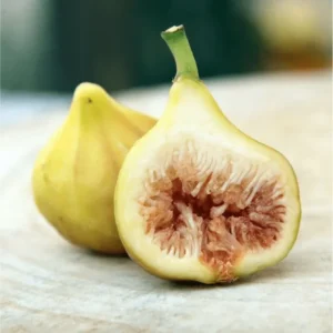 LSU Gold Fig Tree Live Starter Plant, Ficus Carica, 4-8 Inch Tall Fruit Tree - Image 6