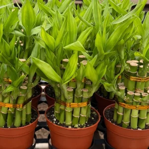 Lucky Bamboo Live Plant – Dracaena Sanderiana – 4 Inch Pot – Indoor Houseplant - Image 3