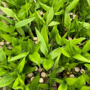 Lucky Bamboo Live Plant – Dracaena Sanderiana – 4 Inch Pot – Indoor Houseplant - Image 4