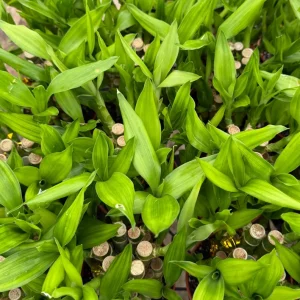 Lucky Bamboo Live Plant in 4 Inch Pot - Indoor Houseplant Dracaena Sanderiana - Image 4