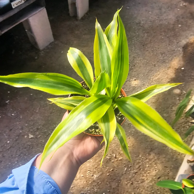 Lucky Bamboo Plant Dracaena Sanderiana Gold Live Plant 4in Pot Indoor - Image 3