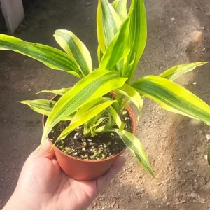 Lucky Bamboo Plant Dracaena Sanderiana Gold Live Plant 4in Pot Indoor - Image 4