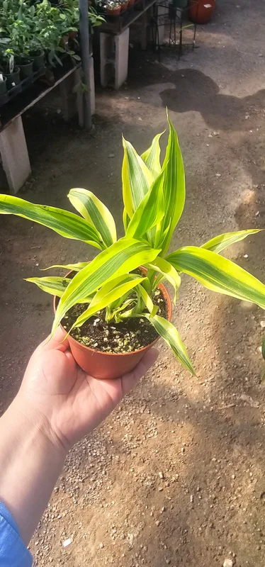 Lucky Bamboo Plant Dracaena Sanderiana Gold Live Plant 4in Pot Indoor - Image 4