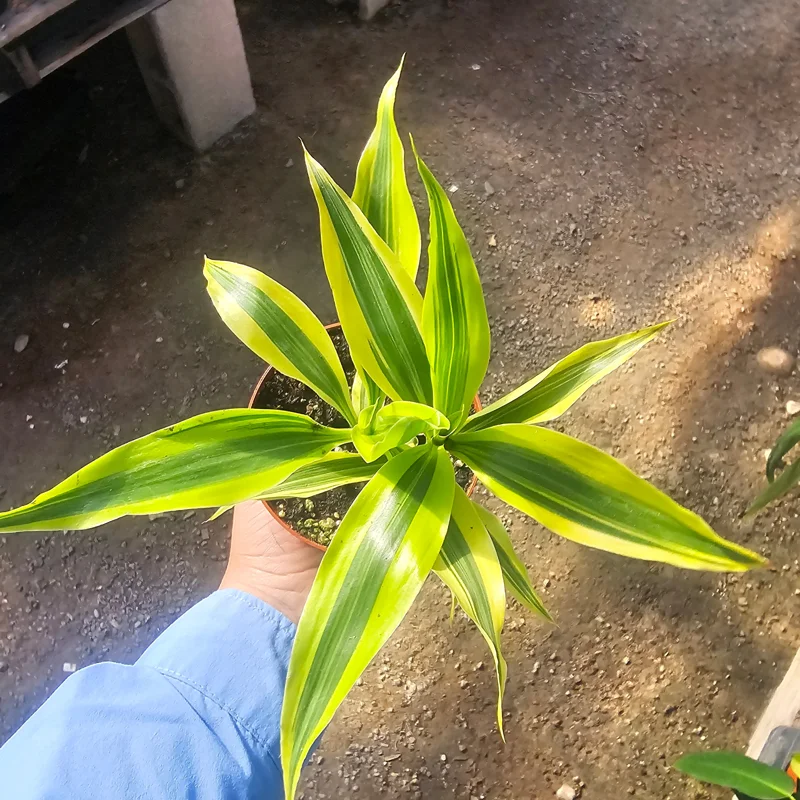 Lucky Bamboo Plant Dracaena Sanderiana Gold Live Plant 4in Pot Indoor - Image 5