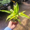 Lucky Bamboo Plant Dracaena Sanderiana Gold Live Plant 4in Pot Indoor - Image 1