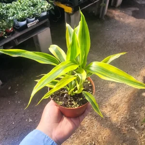 Lucky Bamboo Plant Dracaena Sanderiana Gold Live Plant 4in Pot Indoor - Image 1