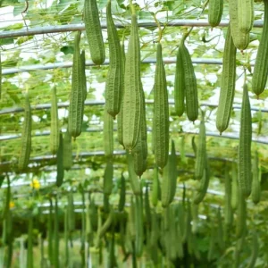 Luffa Live Plant - 2 Healthy Plants in 4 Inch Pot - Grow Your Own Natural Sponges, Edible Gourd Vine, Fast Growing - Image 10