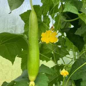 Luffa Live Plant - 2 Healthy Plants in 4 Inch Pot - Grow Your Own Natural Sponges, Edible Gourd Vine, Fast Growing - Image 2